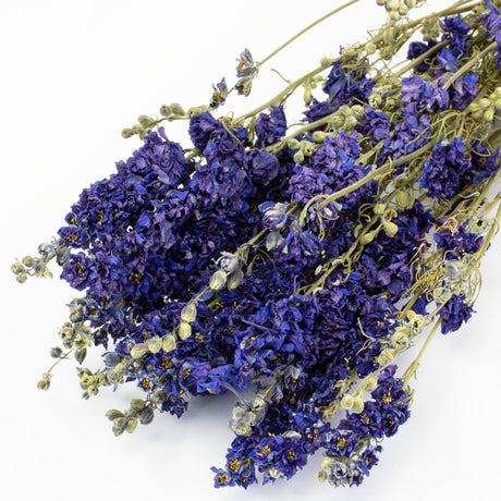 Deep blue small flowers, clustered together on long stems with small green buds