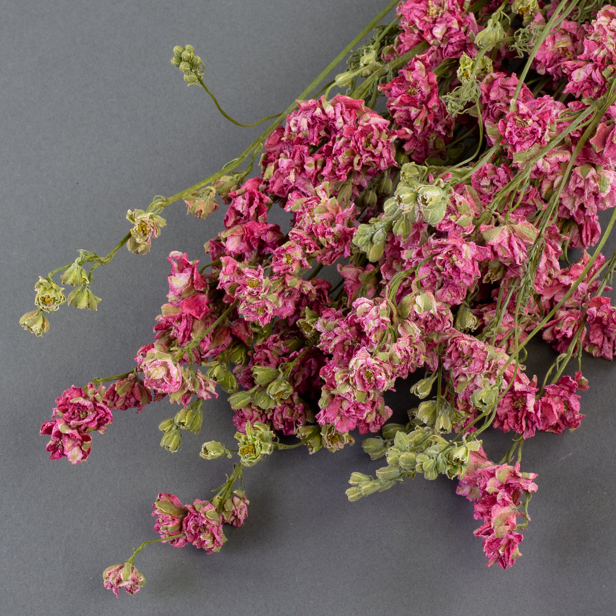 Pink scrunched up flower heads and green buds