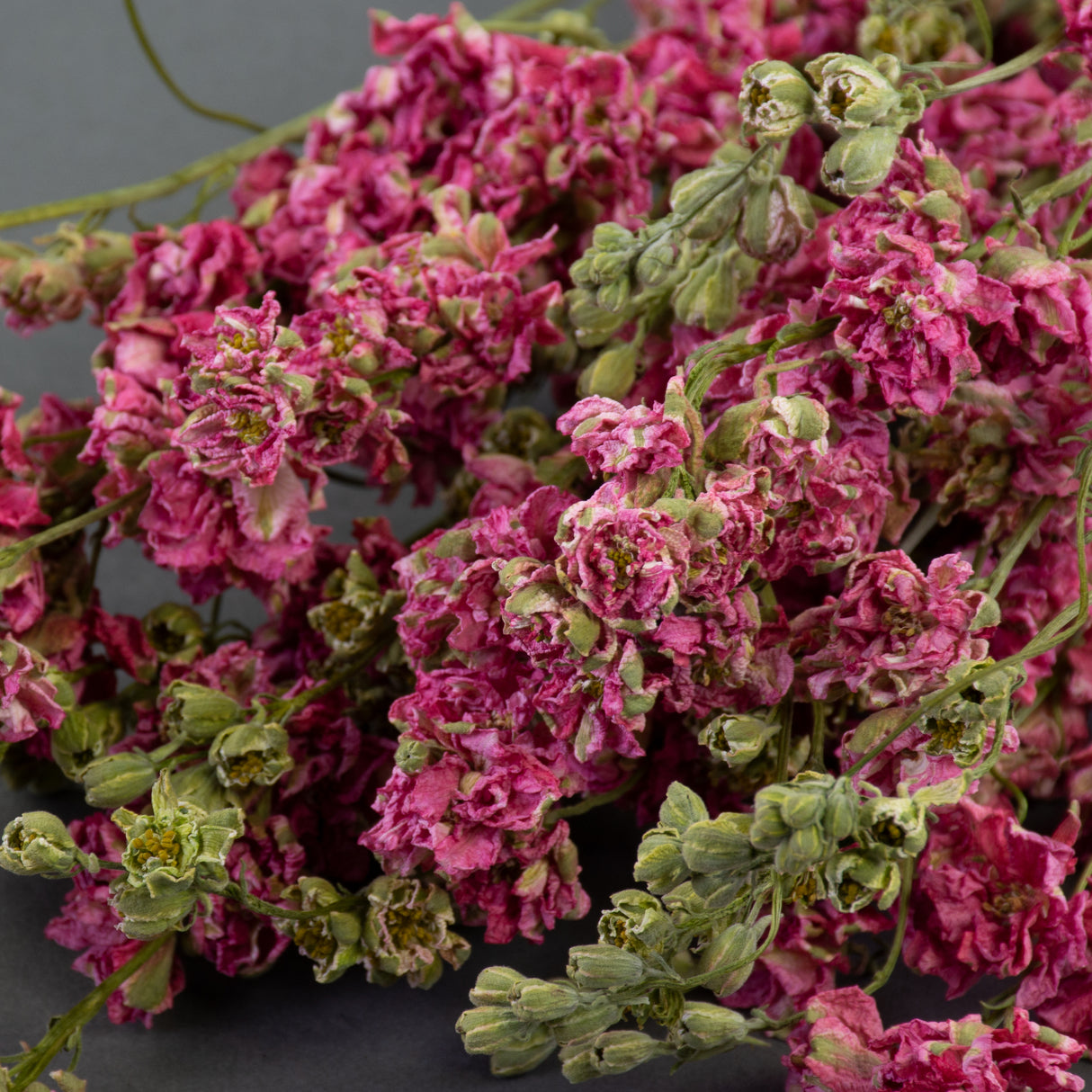 small pink flower heads and green buds