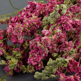 small pink flower heads and green buds