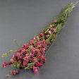 This image shows a bunch of dried, pink delphiniums, laid on a grey background