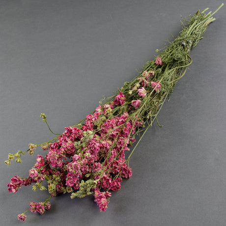 Long green stems with pink flower heads from half way up to the top of the bunch