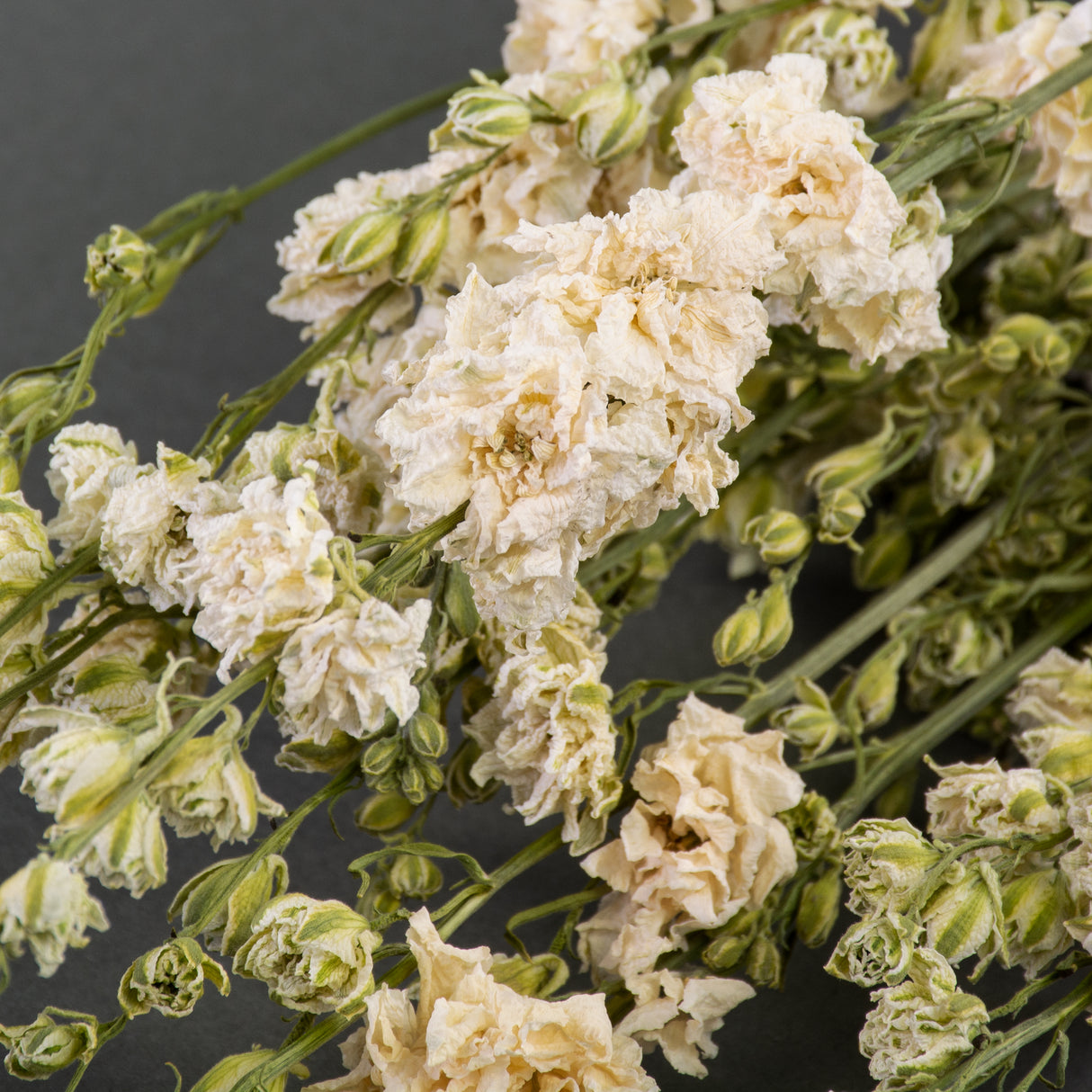 Green buds and White flowers with layers of ruffled petals.