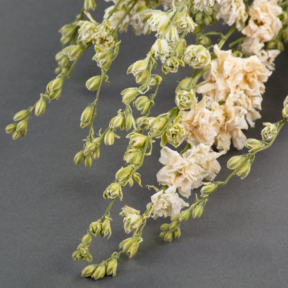 Lots of green buds and white flowers with layers of white ruffled petals