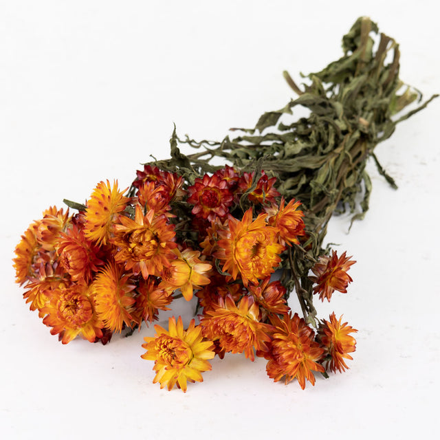 A bunch of bright orange spikey petaled flowers on long green stems