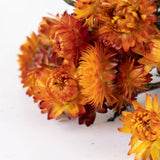 A close up of bright orange spikey petaled flower heads, some open some half closed