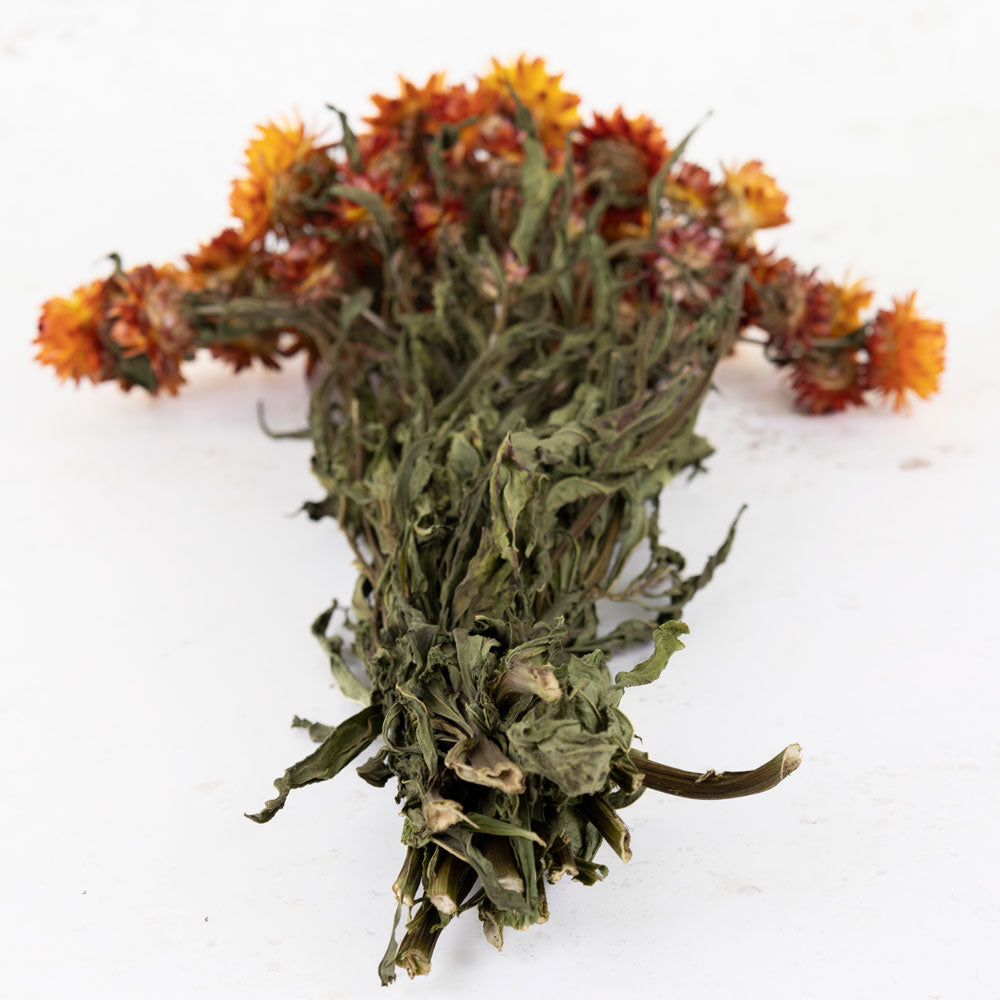 A close up of long green stems with leaves on resulting in bright orange flower heads