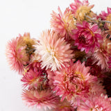 A close up of a bunch of bright Helichrysum flowers. The flower heads have lots of spikey petals in varying shades of pink