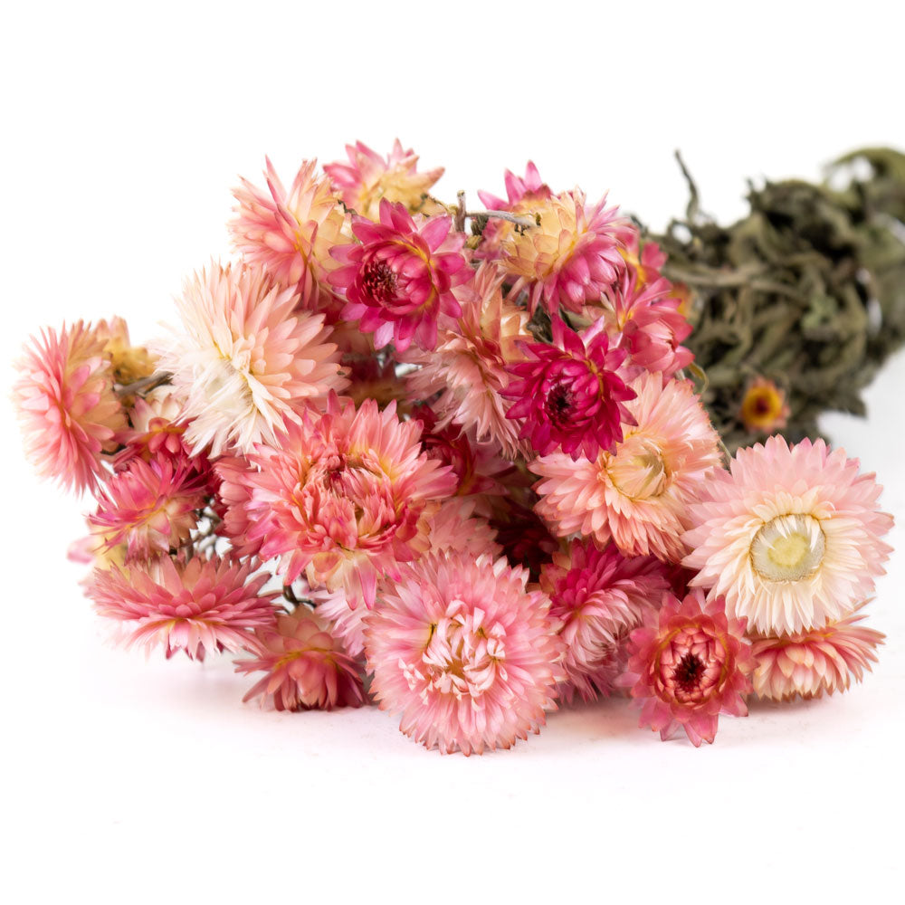 A bunch of bright Helichrysum flowers. The flower heads have lots of spikey petals in varying shades of pink