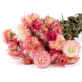 A bunch of bright Helichrysum flowers. The flower heads have lots of spikey petals in varying shades of pink