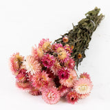 A bunch of bright Helichrysum flowers. The flower heads have lots of spikey petals in varying shades of pink. There are long green stems with leaves on