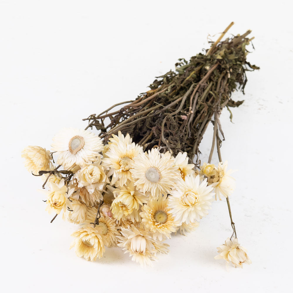 A bunch of Helichrysum flowers in an off white colour. They have long stems with leaves sporadically grown 