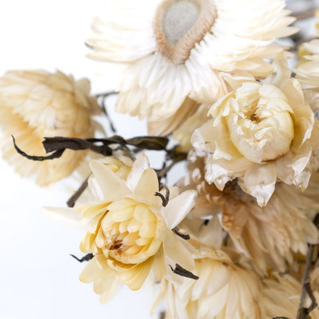 A close up of the flower heads, they are an off white colour and the flowers are at different levels of opening