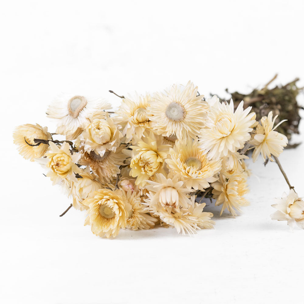 Helichrysum flower heads in an off white colour. The flower heads are at different stages of open, some tightly some fully open