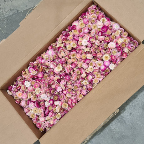 Helichrysum Heads, Natural Pink, per 2kg Box