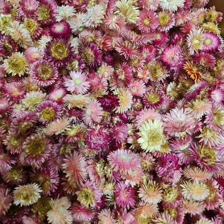 Helichrysum Heads, Natural Pink, per 2kg Box