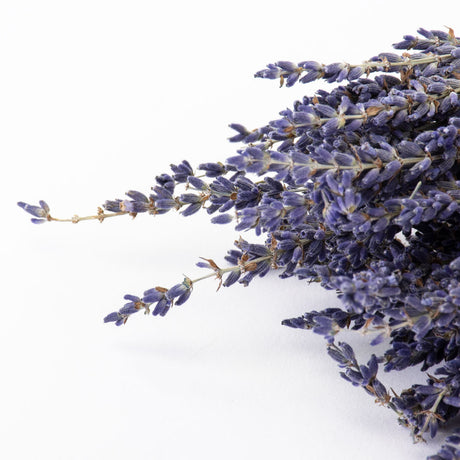 This image shows a bunch of naturally colloured lavender against a white background