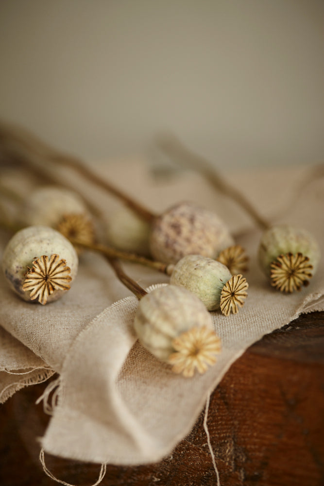 6 Poppy seed heads known as Papaver, placed on rustic looking fabric