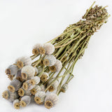 a bunch of dried poppy seed pods on stems in their natural green colour