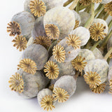 a bunch of dried poppy seed pods on stems in their natural green colour