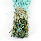 Phalaris, (canary grass), Blue Aqua