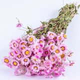 This image shows a bunch of pink Rodanthe flowers, multiple flower heads with yellow centres and long thin green stems