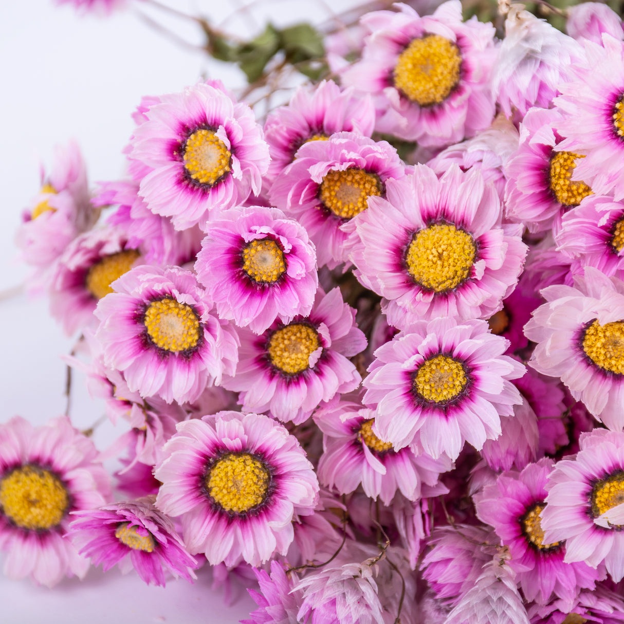 This image shows a close up of a bunch of pink Rodanthe flowers, multiple flower heads with yellow centres