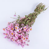 This image shows a bunch of pink Rodanthe flowers, multiple flower heads with yellow centres and long thin green stems