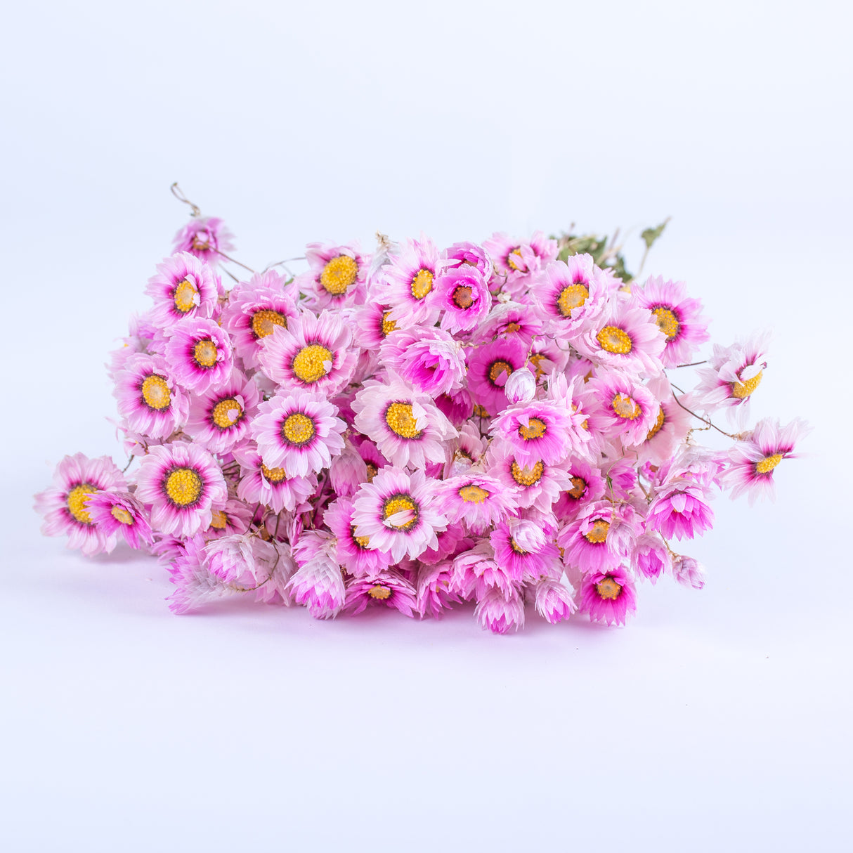 This image shows a bunch of pink Rodanthe flowers, multiple flower heads with yellow centres