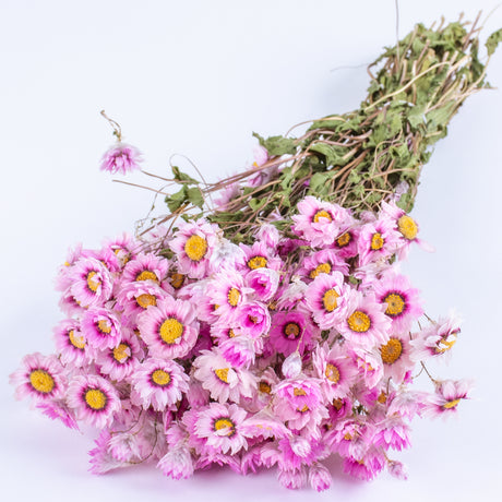 This image shows a bunch of pink Rodanthe flowers, laid on a white background.