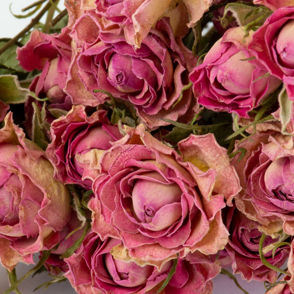 a bunch of dried, light pink roses with cream/yellow tints, against a white background