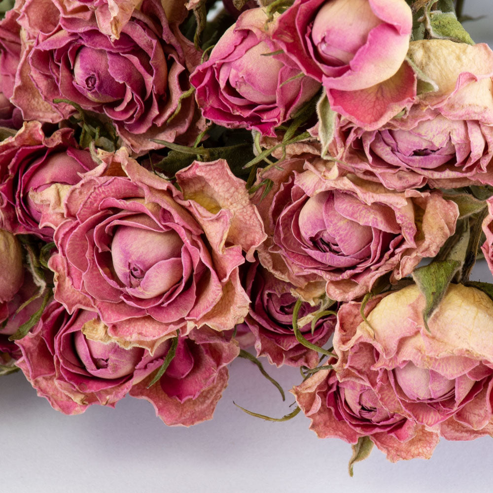 a bunch of dried, light pink roses with cream tints, against a white background