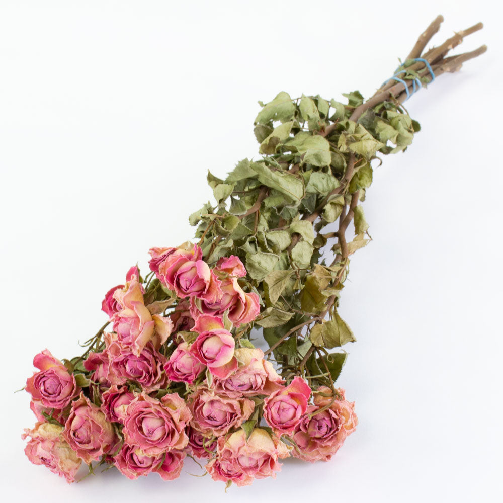 a bunch of dried, light pink roses with cream tints, against a white background