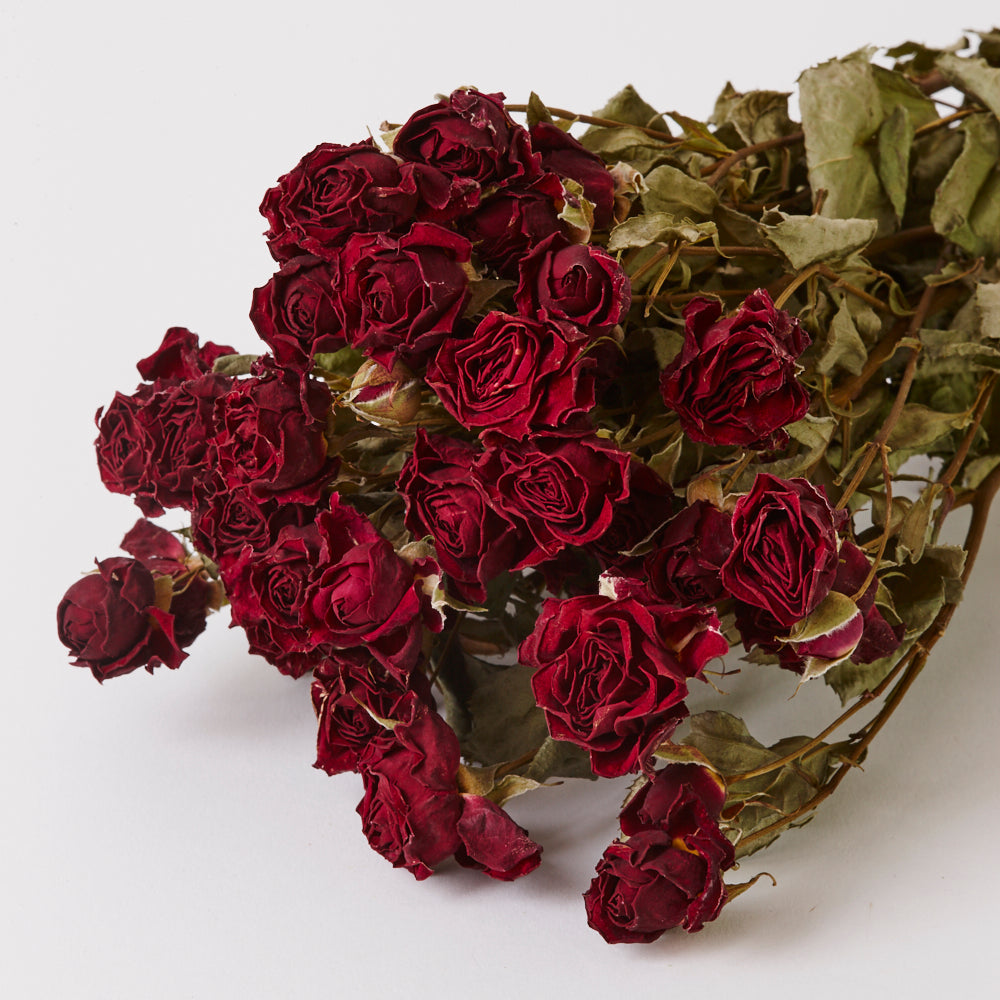 Roses, Spray, Dried, Natural Red, x 10 Stems