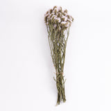 Statice sinuata, Dried, Natural Lilac