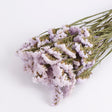 Statice sinuata Lilac dried.  Image shows a close up of the delicate paper like Lilac flowers.