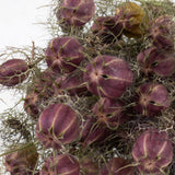 A close up of the large round purple seed heads and wispy thin hair like leaves