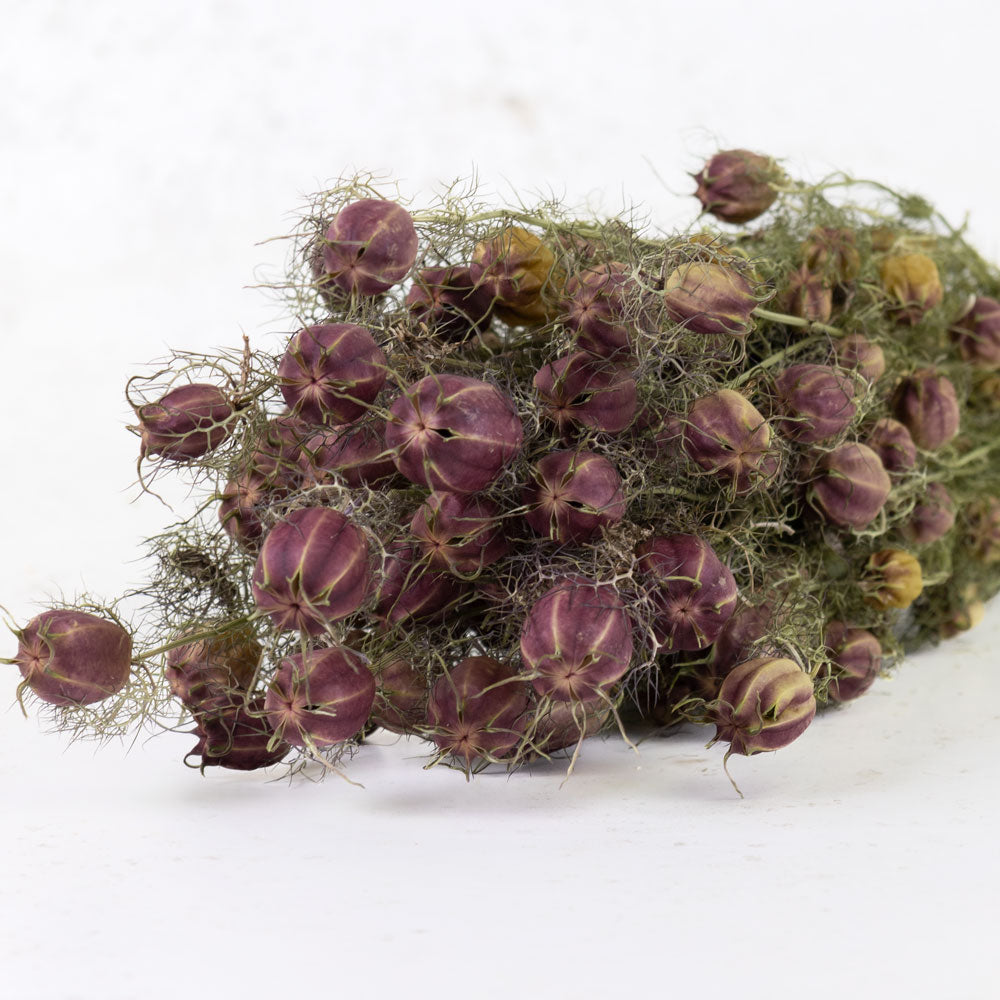 A close up of the large round purple seed heads sat upon green stems