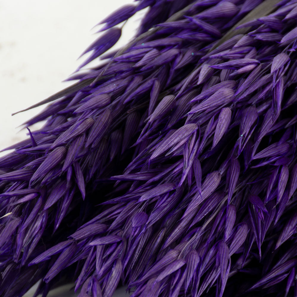 Oats, (Avena), Purple, Bunch