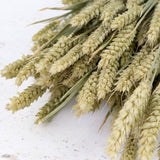 A close up of natural green triticum wheat grass