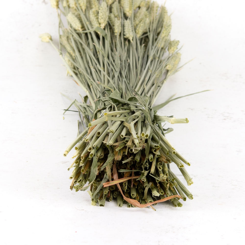 Stems of natural green wheat grass, a large bunch