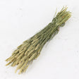 Natural green wheat grass in a bunch of more than 20 stems