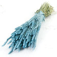 Wheat, (triticum), Blue Misty