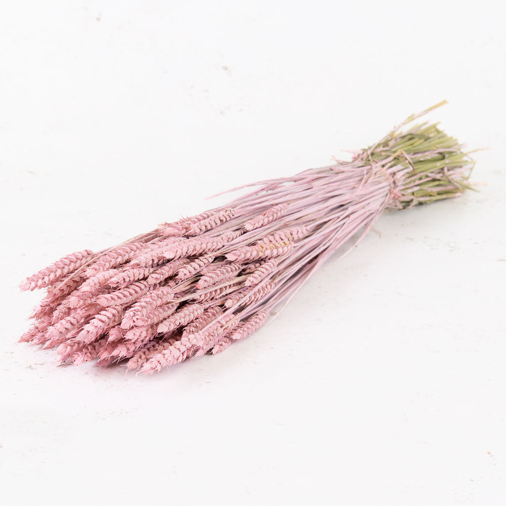 A large bunch of long straw like stems, painted light pink. With long stacked seed heads 