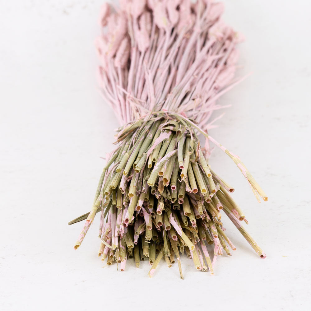 A large bunch of long straw like stems, painted light pink. With long stacked seed heads 