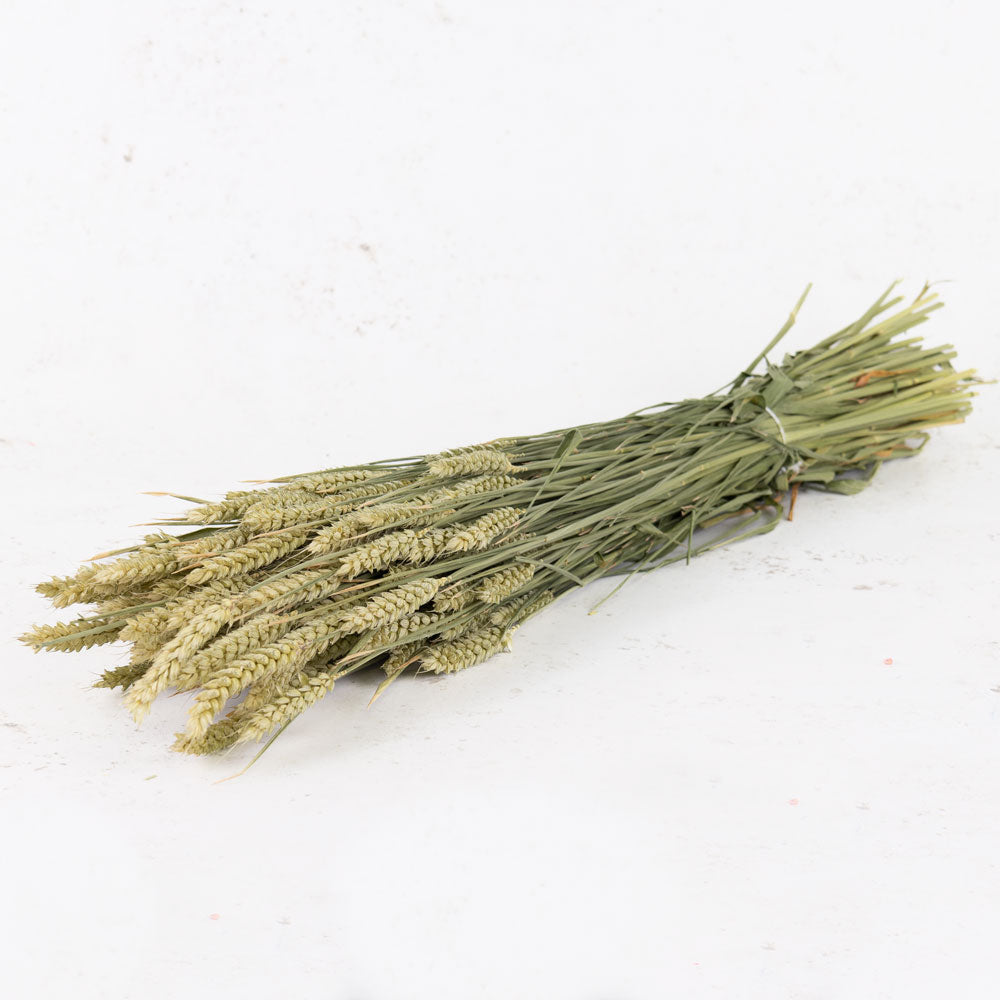 A bunch of natural green wheat, stems of different lengths