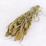 Setaria, (Foxtail Grass), Natural Green