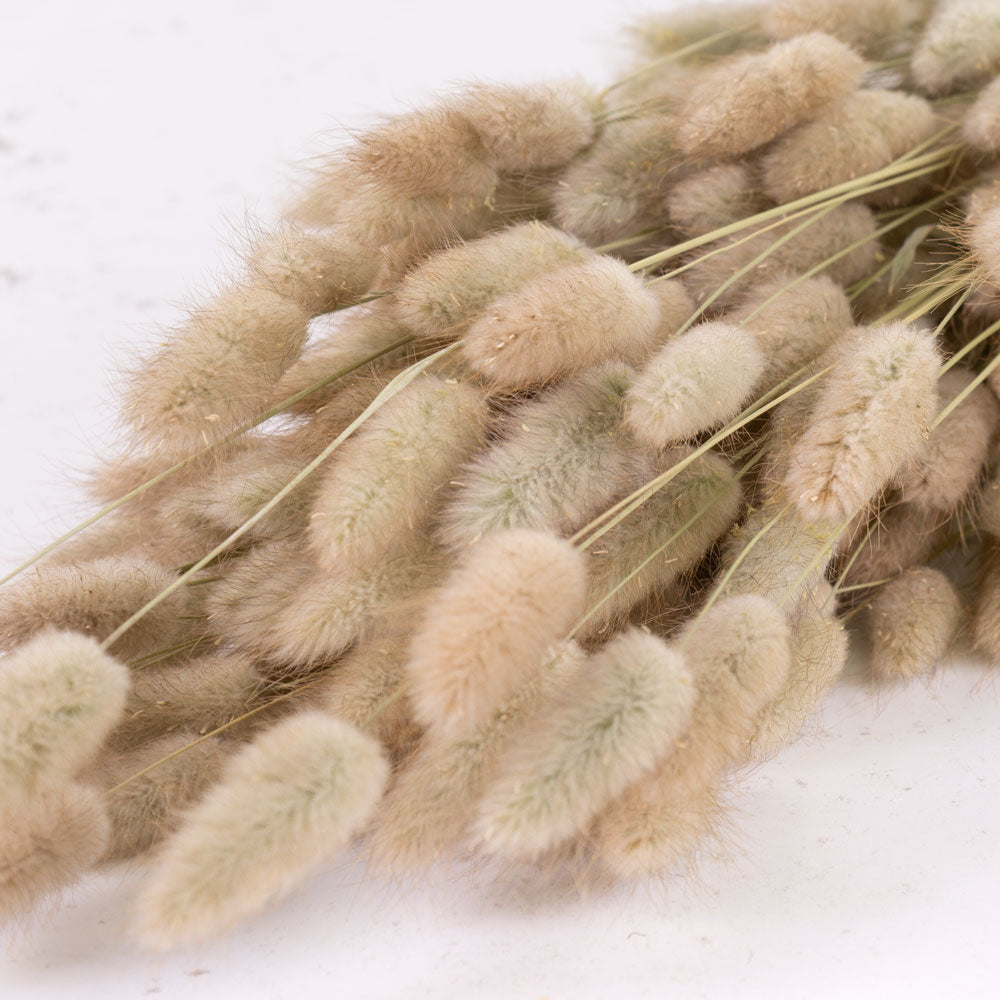 A close up of the fluffy bunny tail, heads in a natural colour which is nude