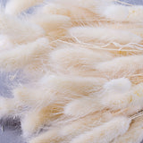 This image shows a bunch of bleached white lagurus ovatus. It is a close up of the fluffy bunny tail like flower heads