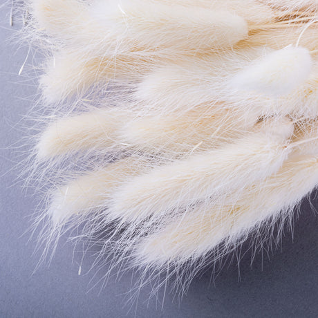 This image shows a bunch of bleached white lagurus ovatus. It is a close up on the fluffy bunny tail like flower heads